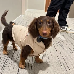 Abrigo sin mangas de plumón para perros Dachshund – Chaleco grueso