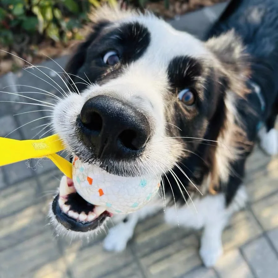 Juguete para perros bola interactiva flotante resistente al mordisco - imagen 4