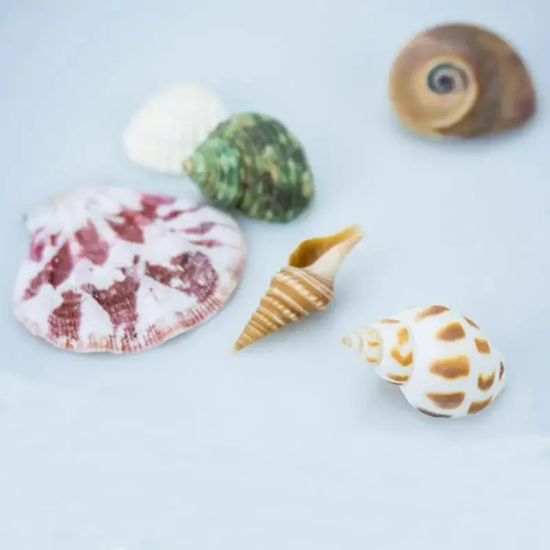Conchas naturales para acuarios - decoración y paisajes submarinos - imagen 5