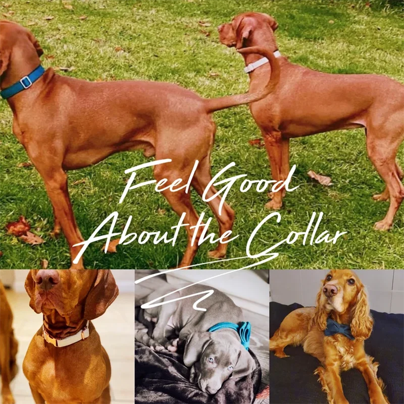 1 unidad Otoño Invierno terciopelo marrón Beige Collar de perro XS-XL ajustable personalizado logotipo láser collares para mascotas gato Collar para mascotas cables - imagen 3