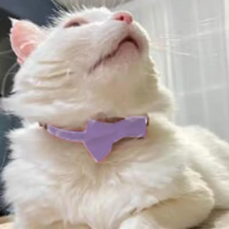 Collar lazo con cascabel para gatos y perros – Ajustable y seguro - imagen 2