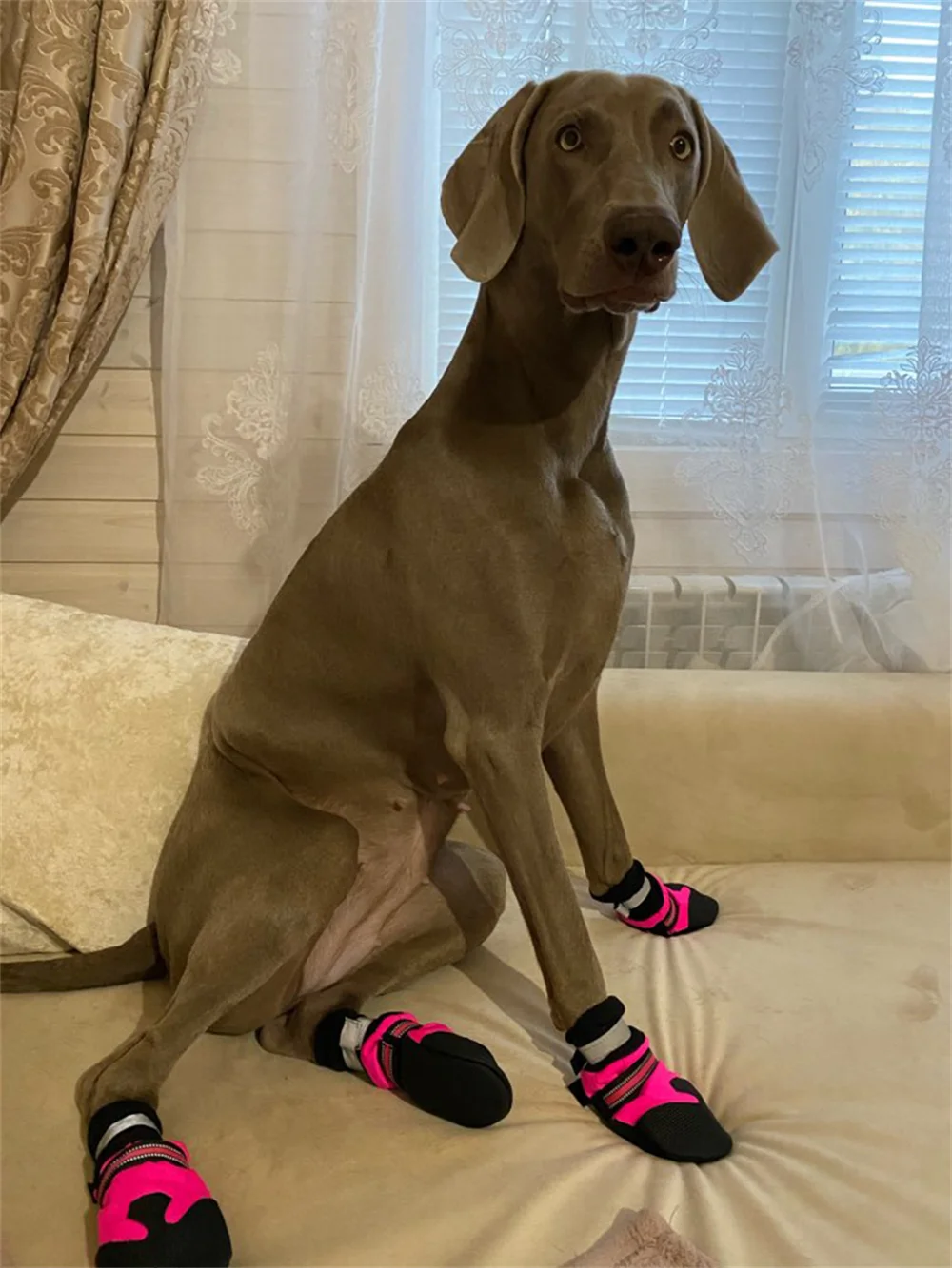 Botas antideslizantes caña alta para perros medianos y grandes