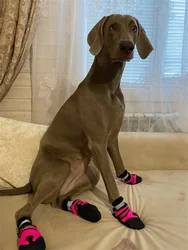 Botas antideslizantes caña alta para perros medianos y grandes