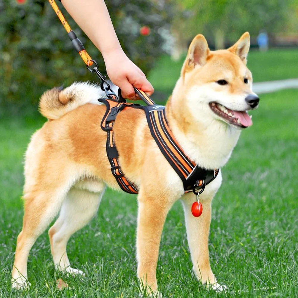 قوي الفرنسية البلدغ حزام لربط الحيوانات الأليفة مع مقبض المشي الكلب الكبير يسخر للكلاب المتوسطة الكبيرة شيبا إينو الصلصال mascotas الملحقات