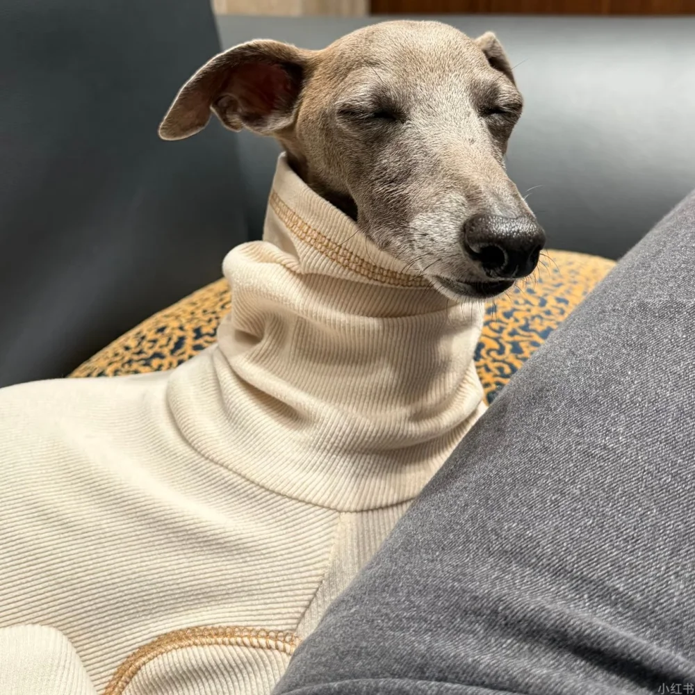 Mono suave beige para Galgo Italiano y Whippet – Ropa de primavera - imagen 4