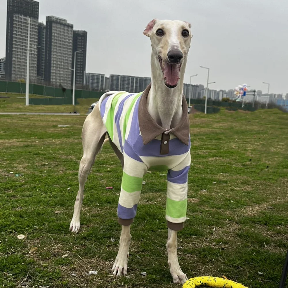 Camiseta de primavera para Italia Greyhound British Gentleman Style Polo de algodón a rayas verde caqui Pijama de agua para perros domésticos en otoño