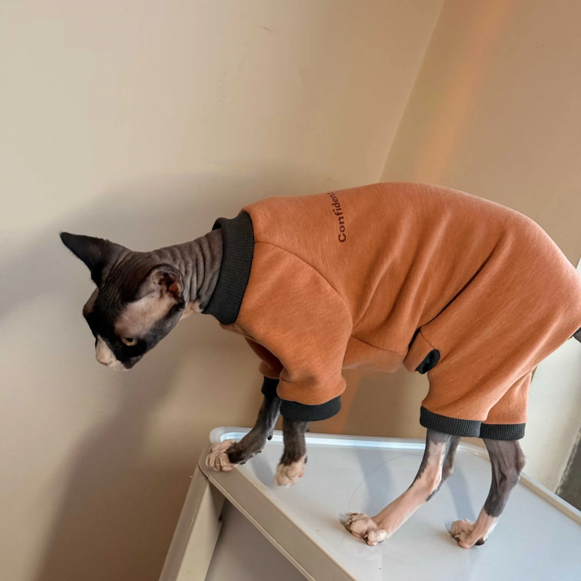 Mono suave invierno para gato Sphynx – Abrigo cálido de algodón
