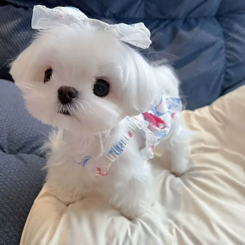 Ropa para perro con tirantes florales azules, Falda corta de princesa para mujer, lazo de calabaza, falda de tirantes de dos pies, vestidos para cachorros medianos de peluche, Verano