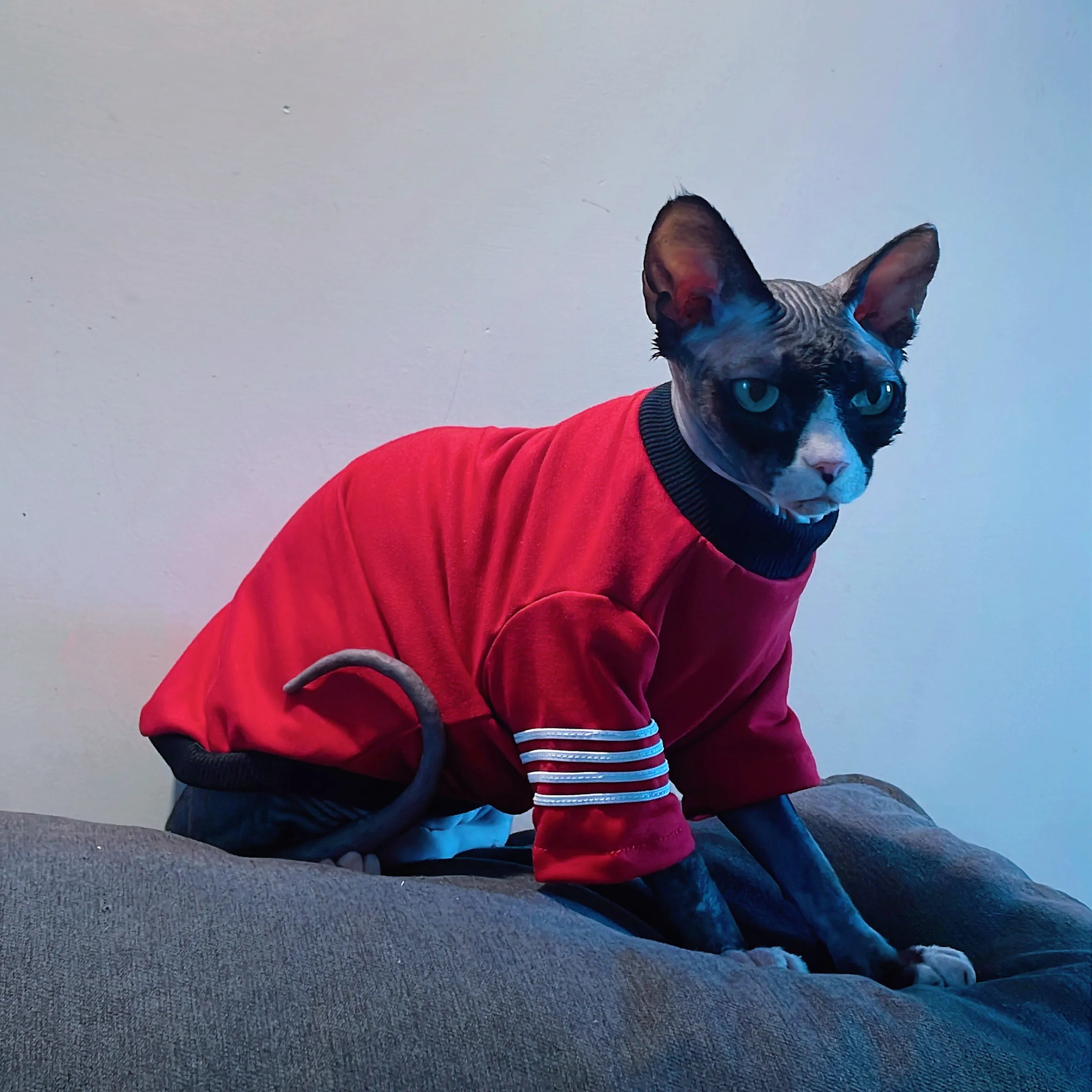 Camiseta de algodón cálido para gatos Sphynx y Devon Rex - imagen 2