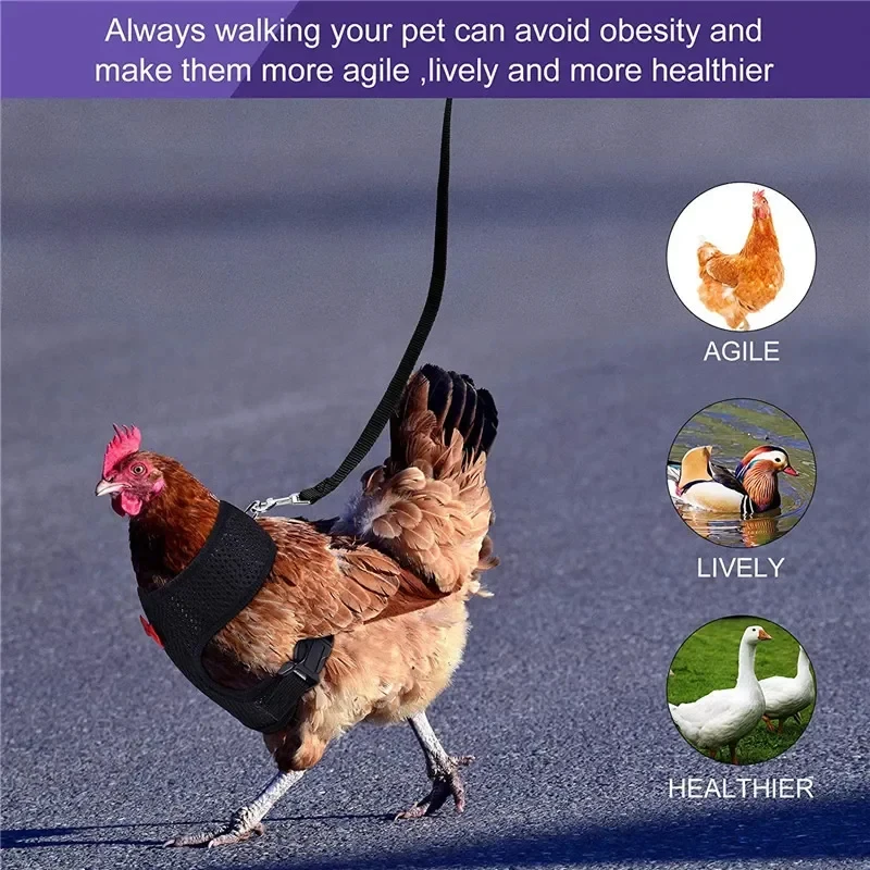 Arnés de moda transpirable para gallinas y patos con collar y correa - imagen 4
