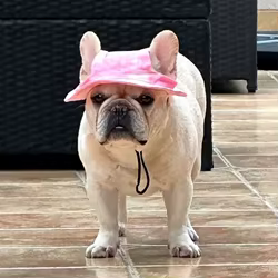 Sombrero Bulldog Francés Pug agujeros orejas ajustable cachorro