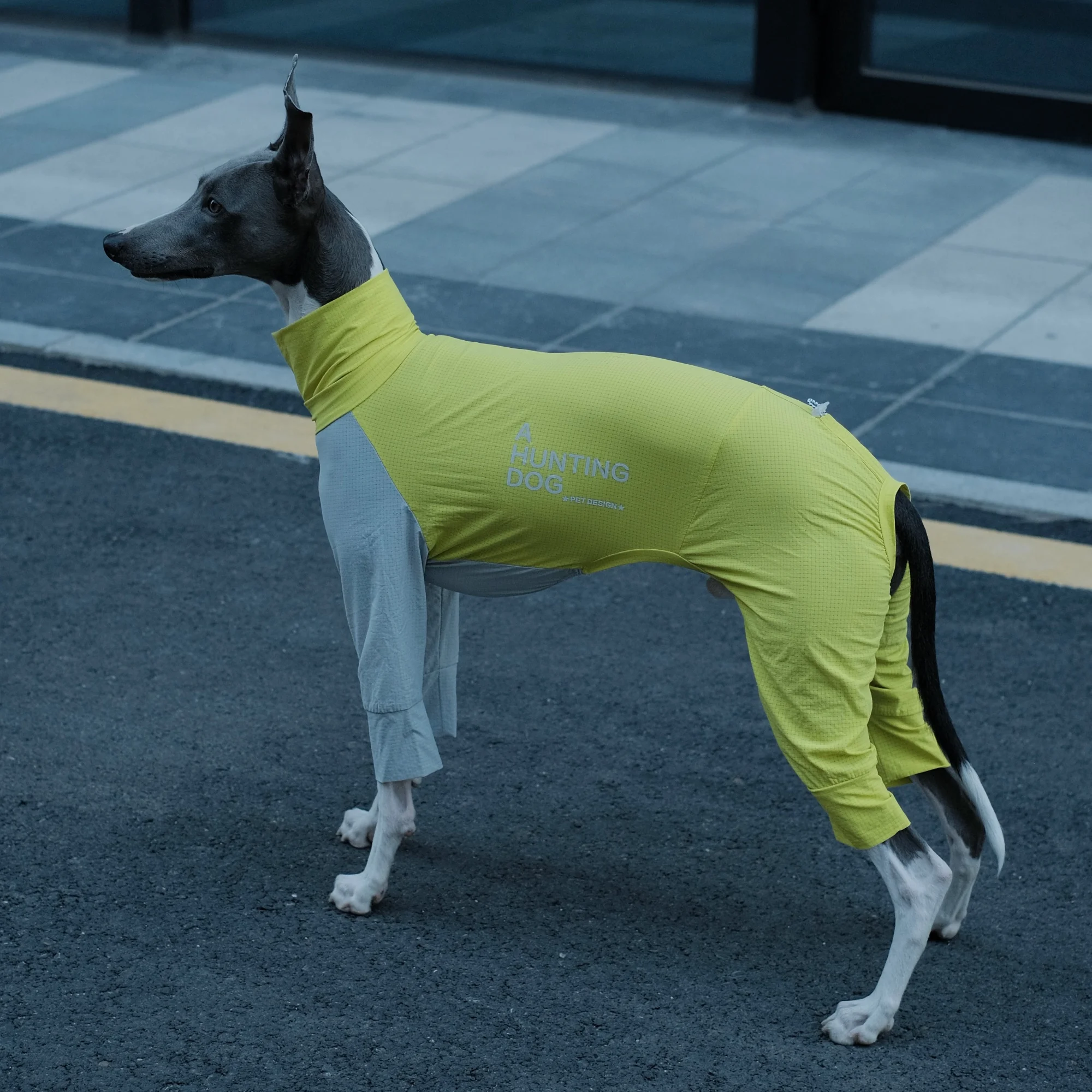 Camiseta de verano 4 patas amarillo gris para whippet Ropa para perros medianos en primavera Resistencia a los insectos al aire libre Secado rápido Ligero Abrigo transpirable para galgo italiano - imagen 4