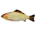 Crucian Carp