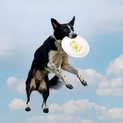 Disco volador resistente a mordeduras para perros – Juguete interactivo exterior