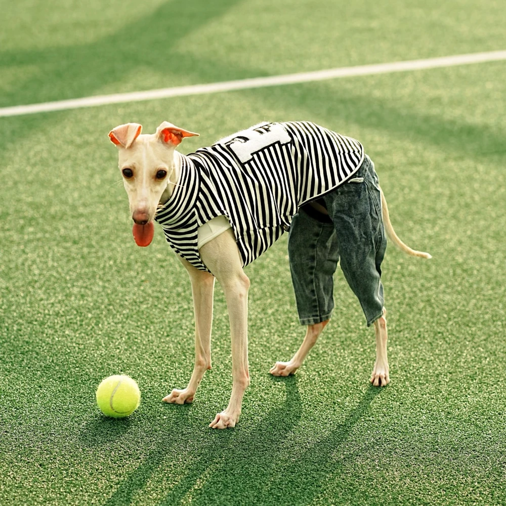 Camisa de algodón a rayas para Whippet y Galgo Italiano – Chaleco - imagen 4