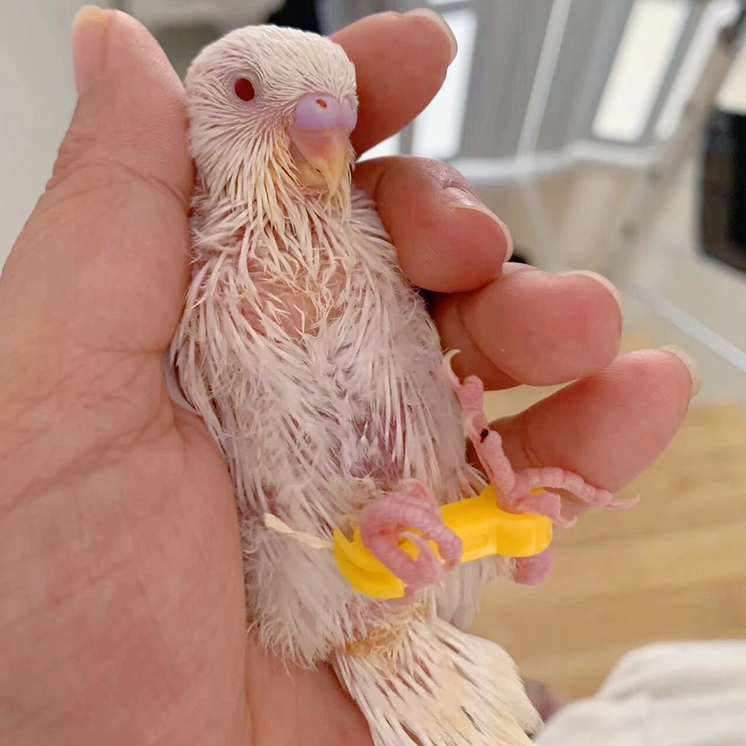 Corrector de loros de 4/5/6 mm, rutina, pollo, periquito, periquito peonía, cacatúa, polluelo, anillo corrector de ocho caracteres, suministros para aves - imagen 3