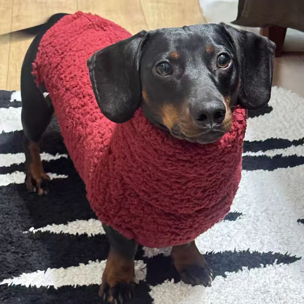Abrigo rojo de cuello alto para perros dachshund - Chaqueta cálida - imagen 3