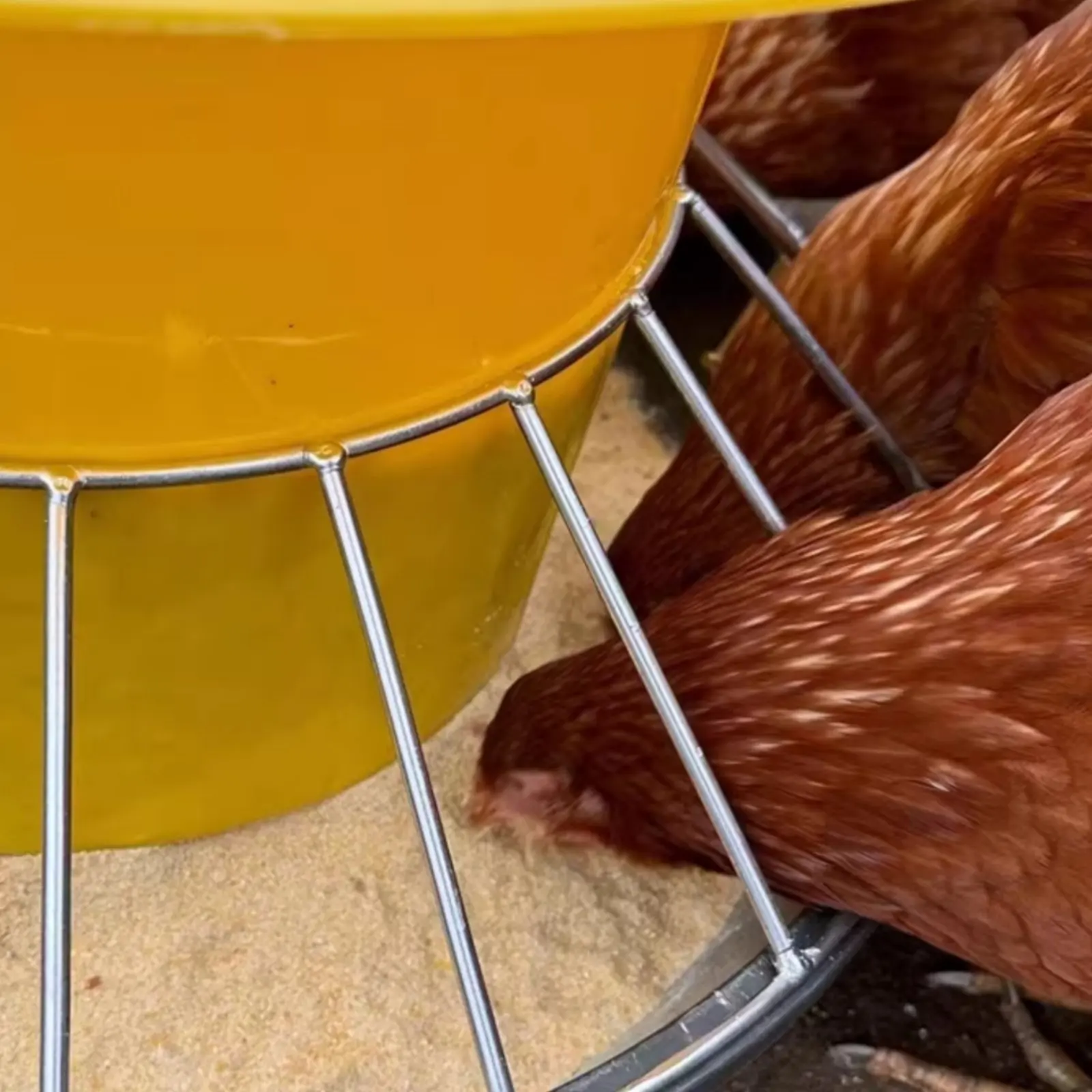 Comedero anti-perchas para gallinas y pollos, gran capacidad - imagen 2