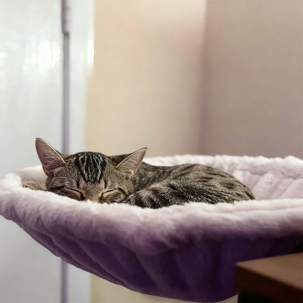 Hamaca para gatos montada en la pared, malla transpirable y cojines de felpa, opciones, cama colgante resistente para gatos para dormir y descansar en interiores - imagen 4