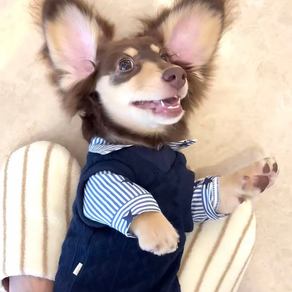 Conjunto vaquero para perros Dachshund – mono y camiseta - imagen 3