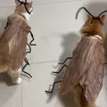 Cockroach clothes