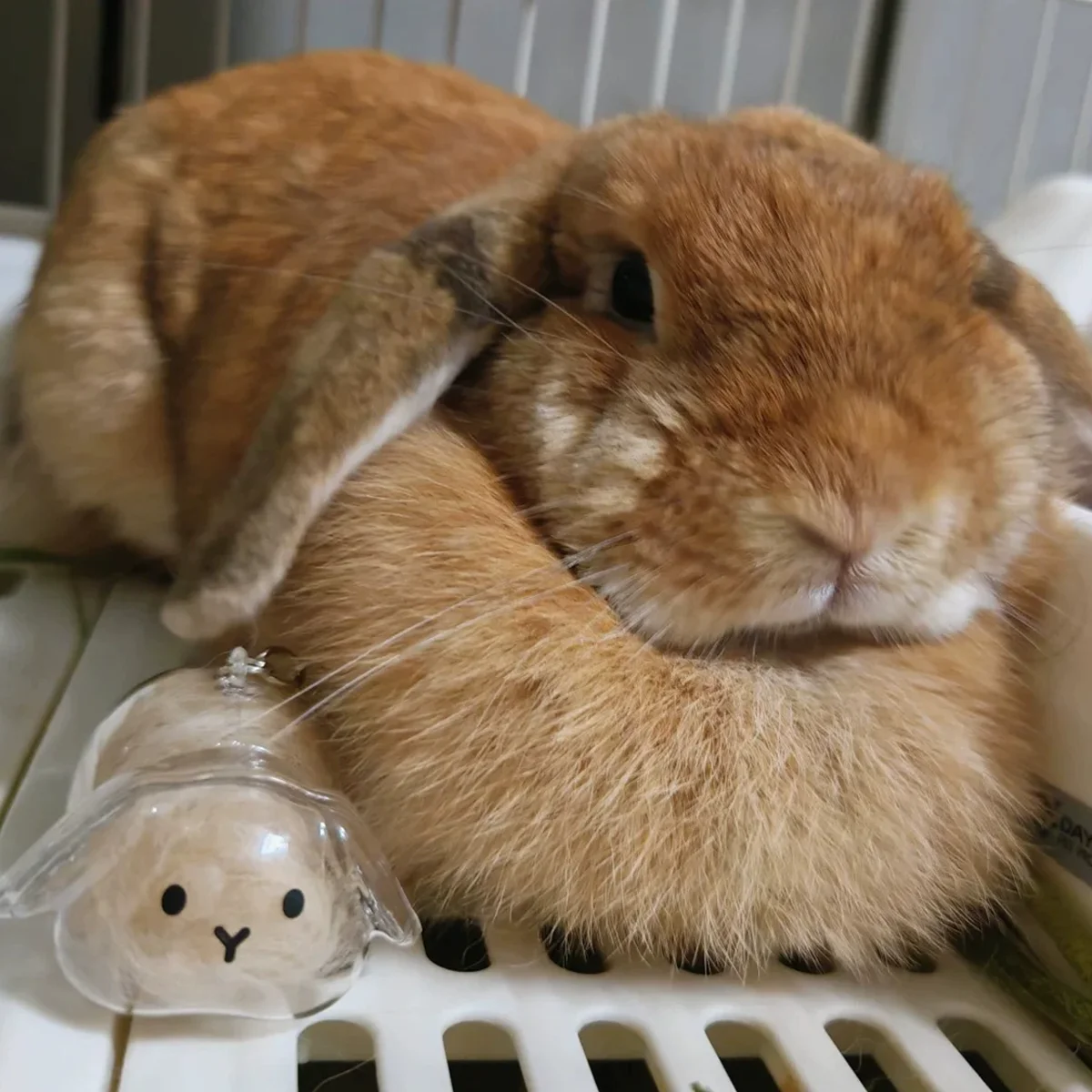 Botella de recuerdo de pelo de conejo transparente, cápsula de almacenamiento de pelo de mascota, llavero, regalo pensativo para amantes y propietarios de conejos - imagen 3