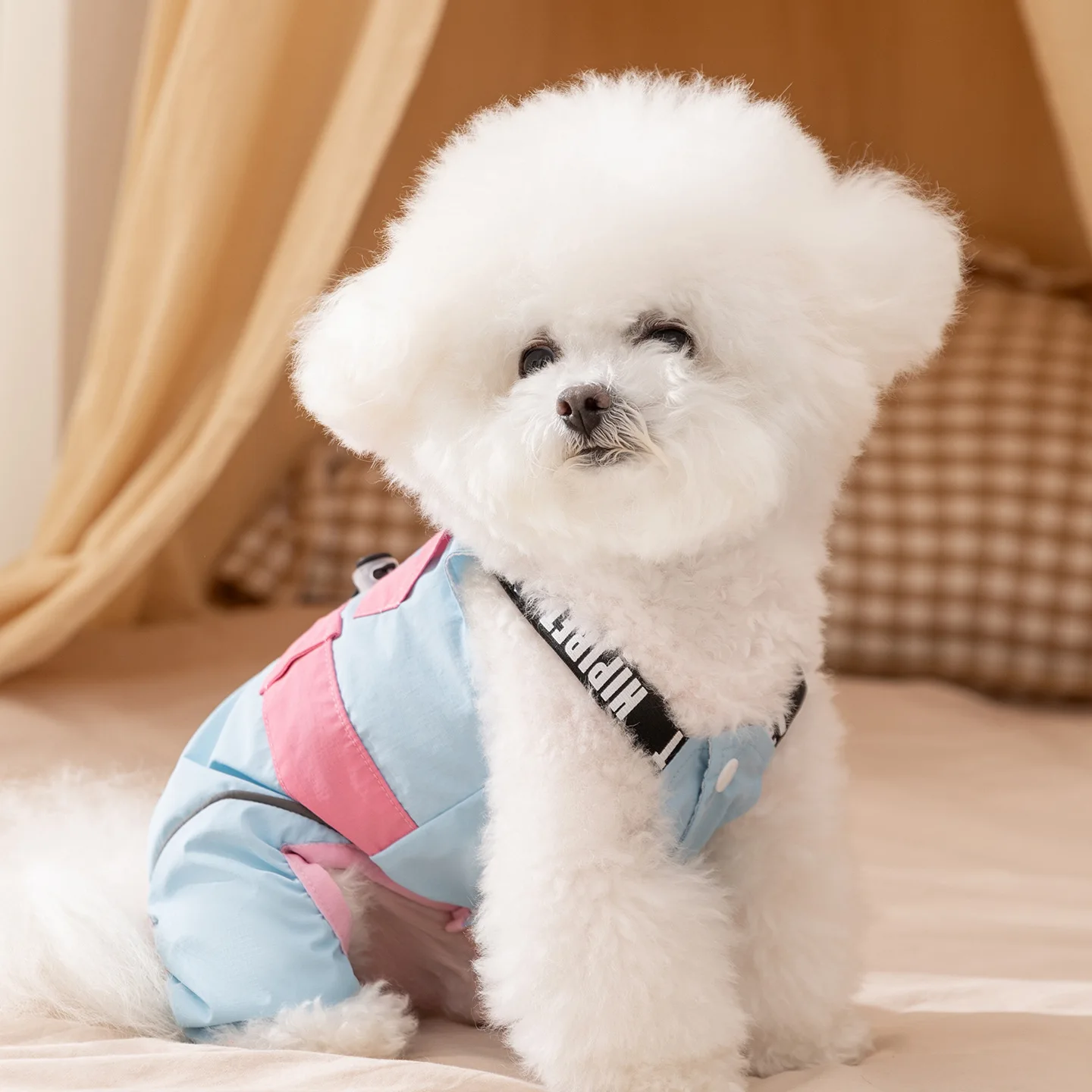 Otoño e Invierno, monos coloridos para mascotas, dos patas para mascotas, perros pequeños y medianos, mono para gatos al aire libre, ropa para cachorros - imagen 2