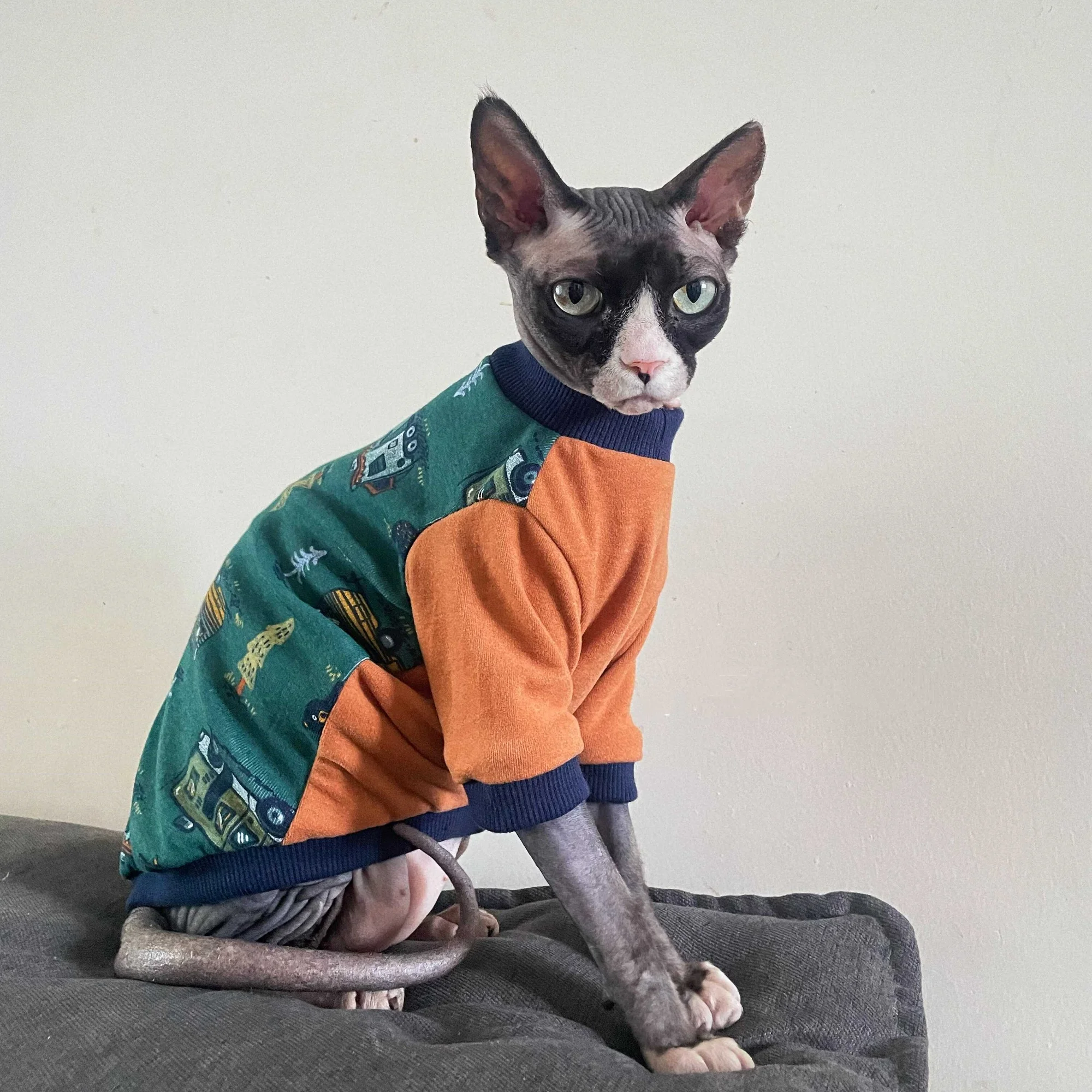 Gato con abrigo suave
