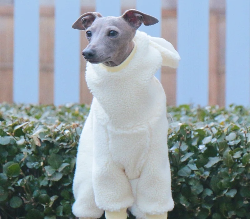 Detalle del abrigo a prueba de viento para perros