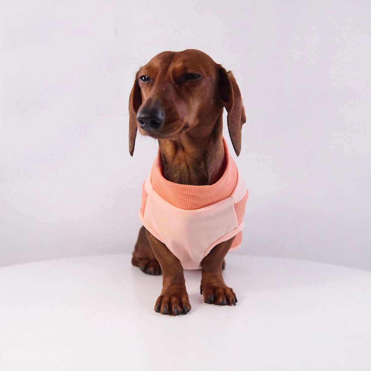 Camiseta elástica para perro salchicha fresca y transpirable en verano - imagen 5