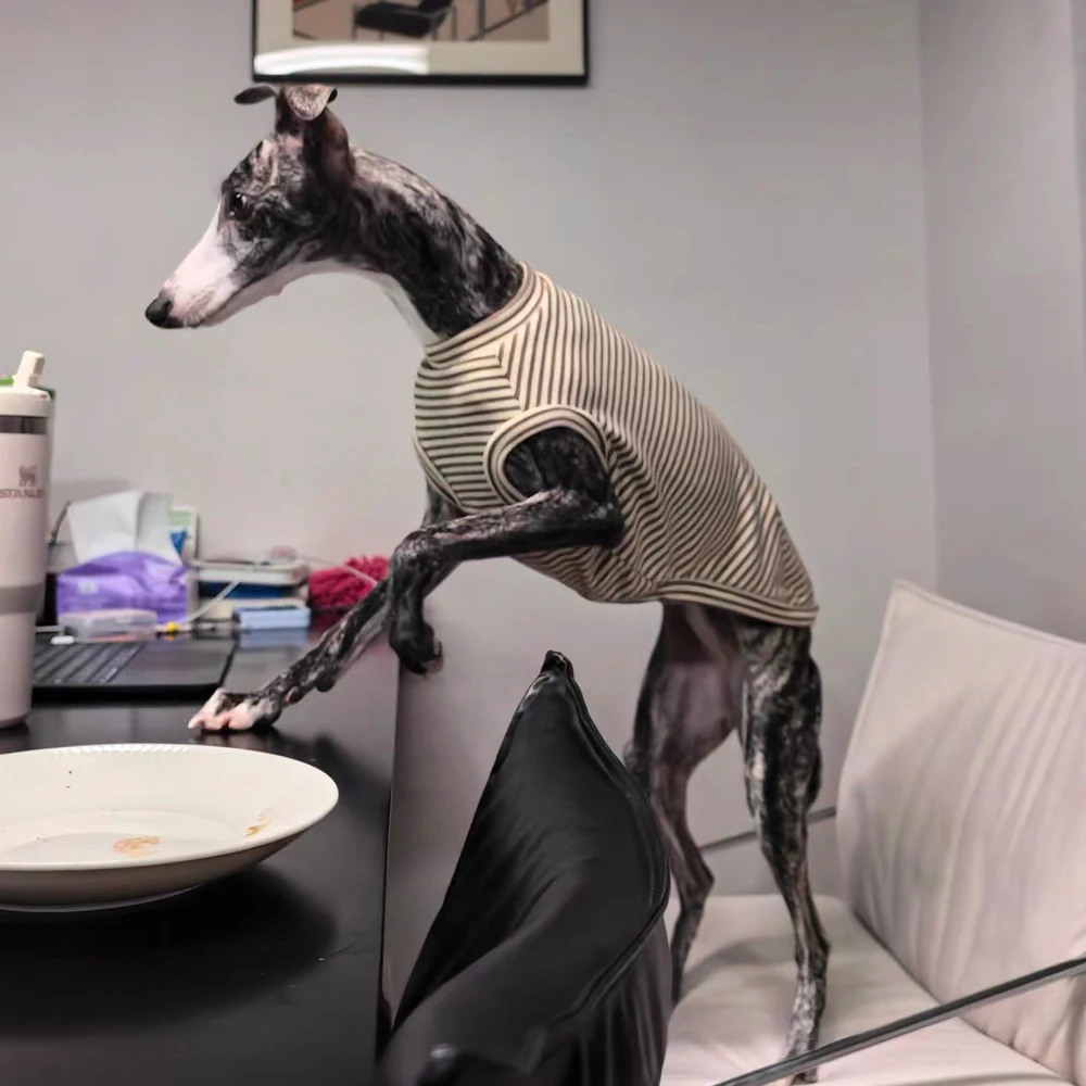 Chaleco de lana para Whippet, Saluki y Galgo Italiano otoño primavera - imagen 4