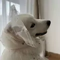 dog hat