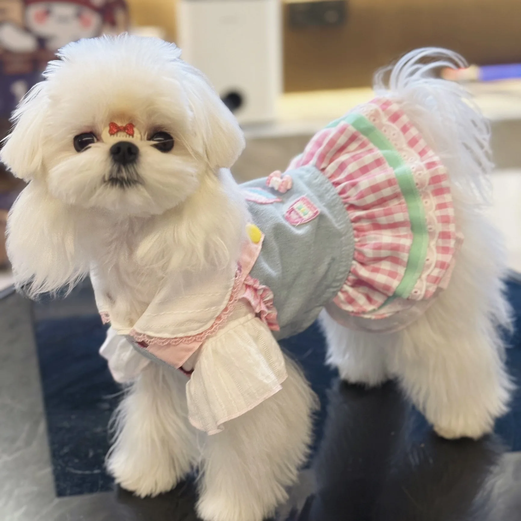 Conjunto de falda con tirantes para el hombro para mascotas, chaleco de color caramelo, vestido de encaje de encaje, camisa básica de manga con mosca pequeña, ropa para cachorros, otoño e invierno - imagen 4