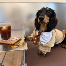 Traje formal para perro Dachshund con corbata marrón – Bodas