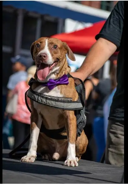 20/50 Uds pajarita grande para perro banda elástica pajarita para perros grandes para mascotas pajaritas para perros Collar accesorios de aseo para perros - imagen 2