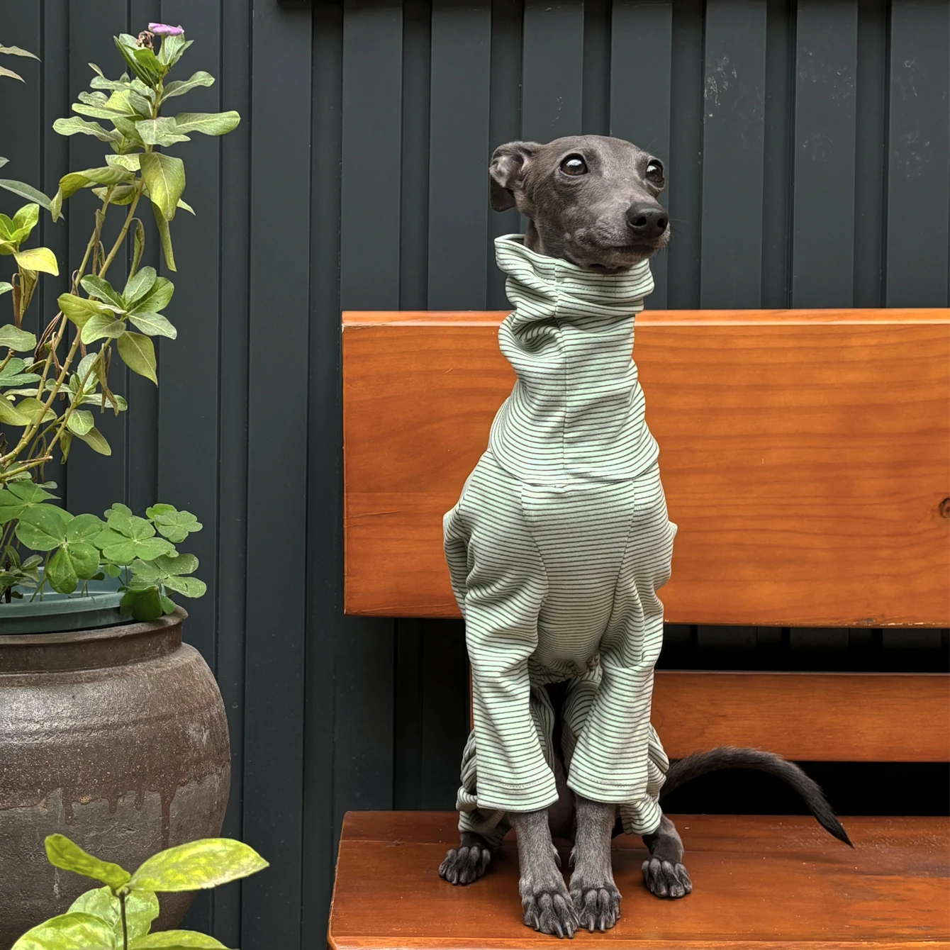 Ropa cálida de galgo italiano, moda de terciopelo a rayas, suave y cómoda, Sudadera con capucha de Raya verde para perro, ropa para el hogar
