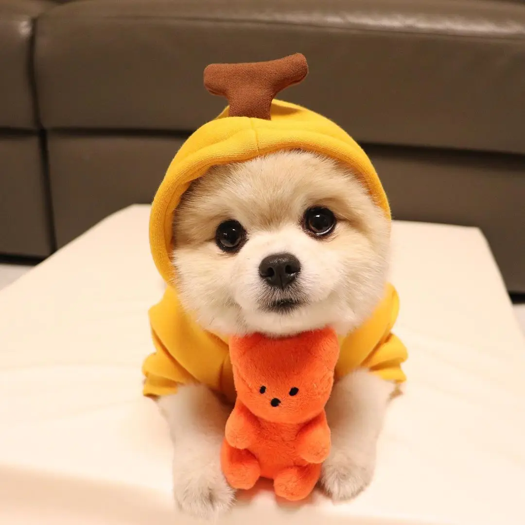 Perro pequeño juguetes chirriantes - Empaque y presentación