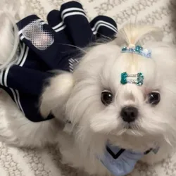 Abrigo de tejido otoño/invierno para perros pequeños y gatos