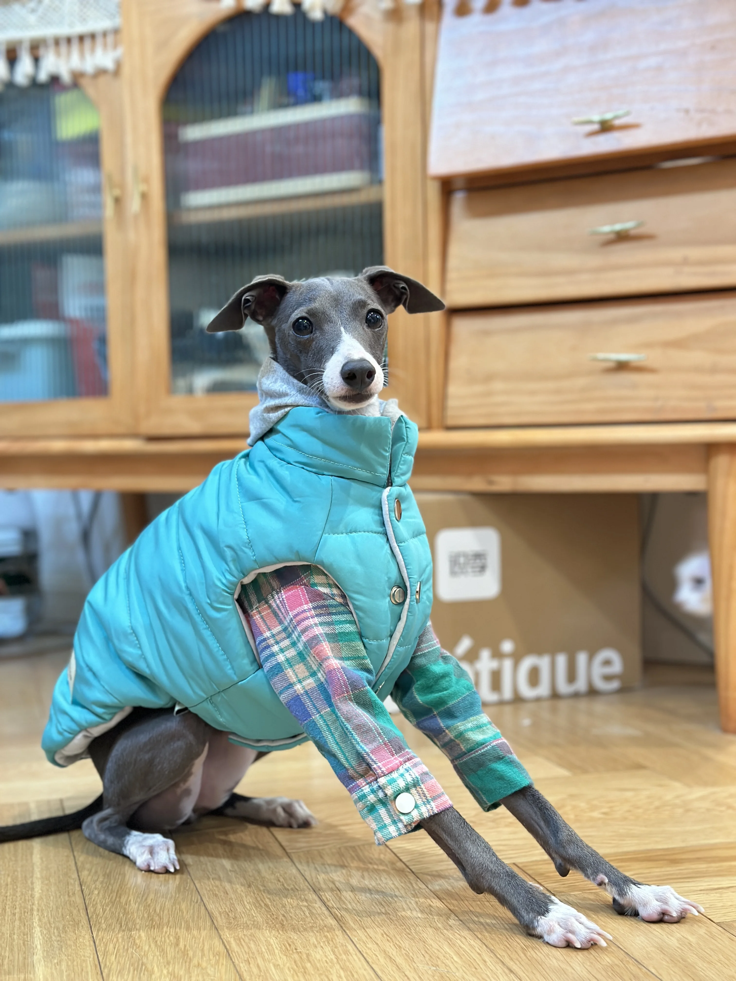Chaqueta Iggy de moda con cremallera, abrigo cálido para perro galgo para Whippet, chaqueta azul a prueba de viento para Terrier sin aire en invierno - imagen 2