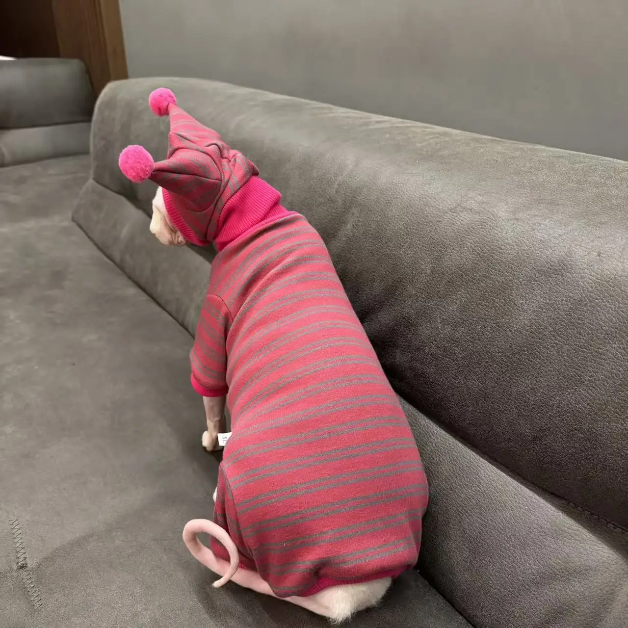 Sudadera de lana a rayas de 4 patas, traje con sombrero para gato Sphynx, abrigo rojo suave y cálido para invierno, disfraz de Año Nuevo para gatitos, Devon Rex - imagen 4