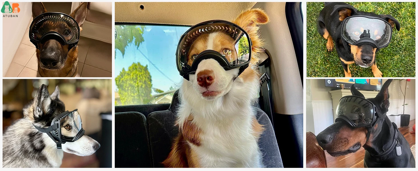 dog goggles