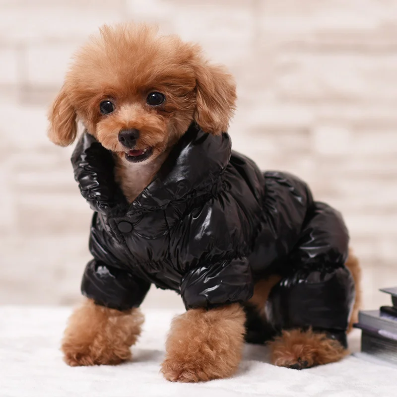 Perro usando la chaqueta al aire libre