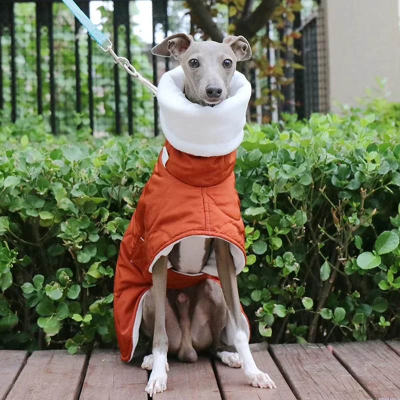 Abrigos grandes y cálidos para perros, Chaqueta de algodón de galgo, protección del cuello, ropa de diseñador de lujo para perros con cinturón, suministros gruesos para mascotas, invierno - imagen 2