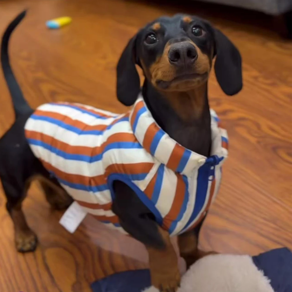Chaqueta de invierno para perro salchicha blanca y azul con botones - imagen 2