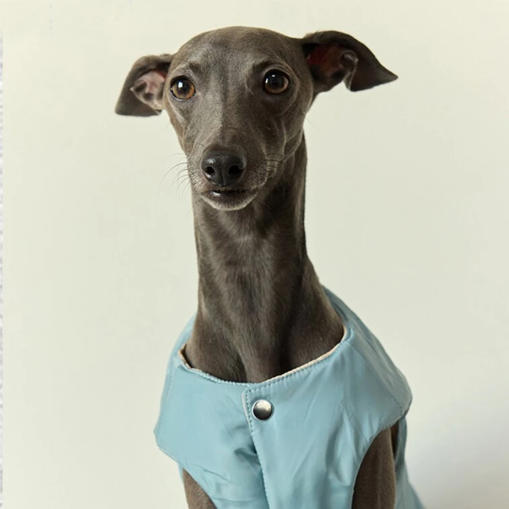 Chaqueta de invierno de galgo pequeño italiano, chaleco grueso cálido con botones en blanco y azul, ropa de Whippet a la moda, abrigo a prueba de viento para perros - imagen 4
