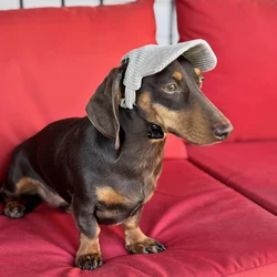 Gorra solar ajustable para perros: Teckel, Bulldog Francés y más