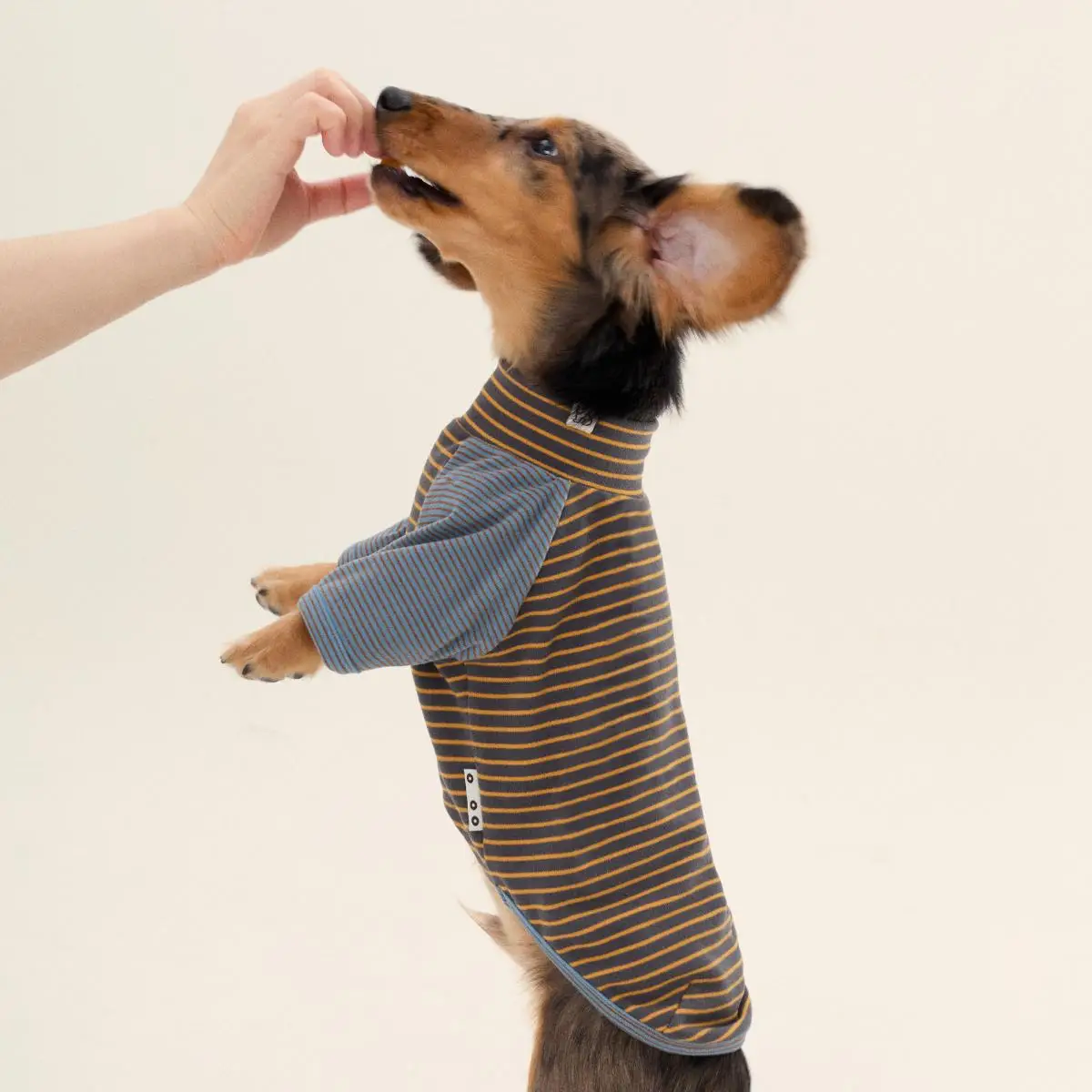 Ropa para perros Dachshund de 2 patas a rayas, suéter elástico cálido para ropa para perros Wiener, disfraces para perros de invierno y primavera para salchichas - imagen 4