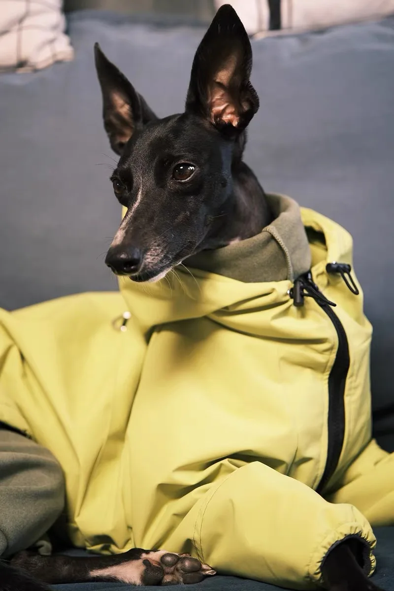 Chaqueta a prueba de viento de moda para galgo italiano, impermeable suave de lujo para perros grandes, ropa impermeable amarilla para perros para Bedlington - imagen 3