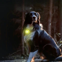 Luz de seguridad nocturna recargable para mascotas, resistente al agua, múltiples modos de iluminación, lámpara de Collar, uso de luz para mascotas, para caminar de noche en perros y gatos