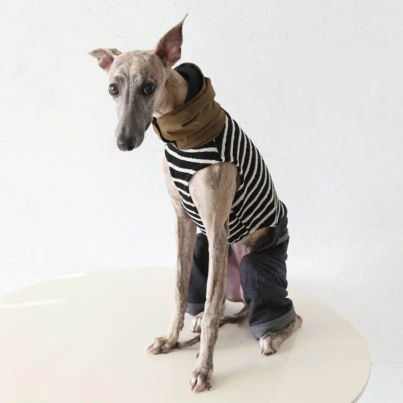 Chaqueta rayada para Galgos y Whippets – Abrigo Primavera/Otoño - imagen 2